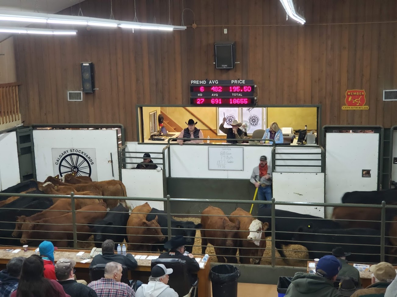 Live Auction at Calgary Stockyards in Strathmore, Alberta